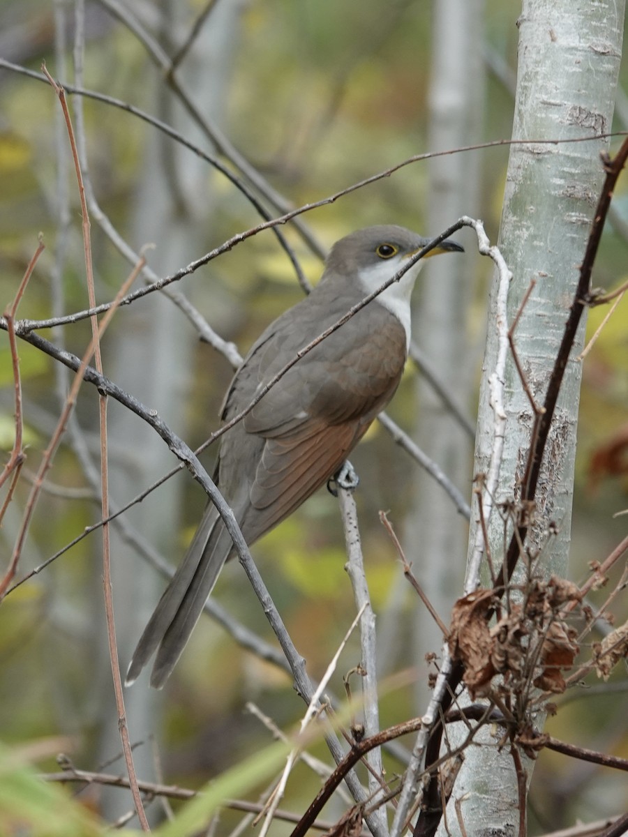 Yellow-billed Cuckoo - ML643648624