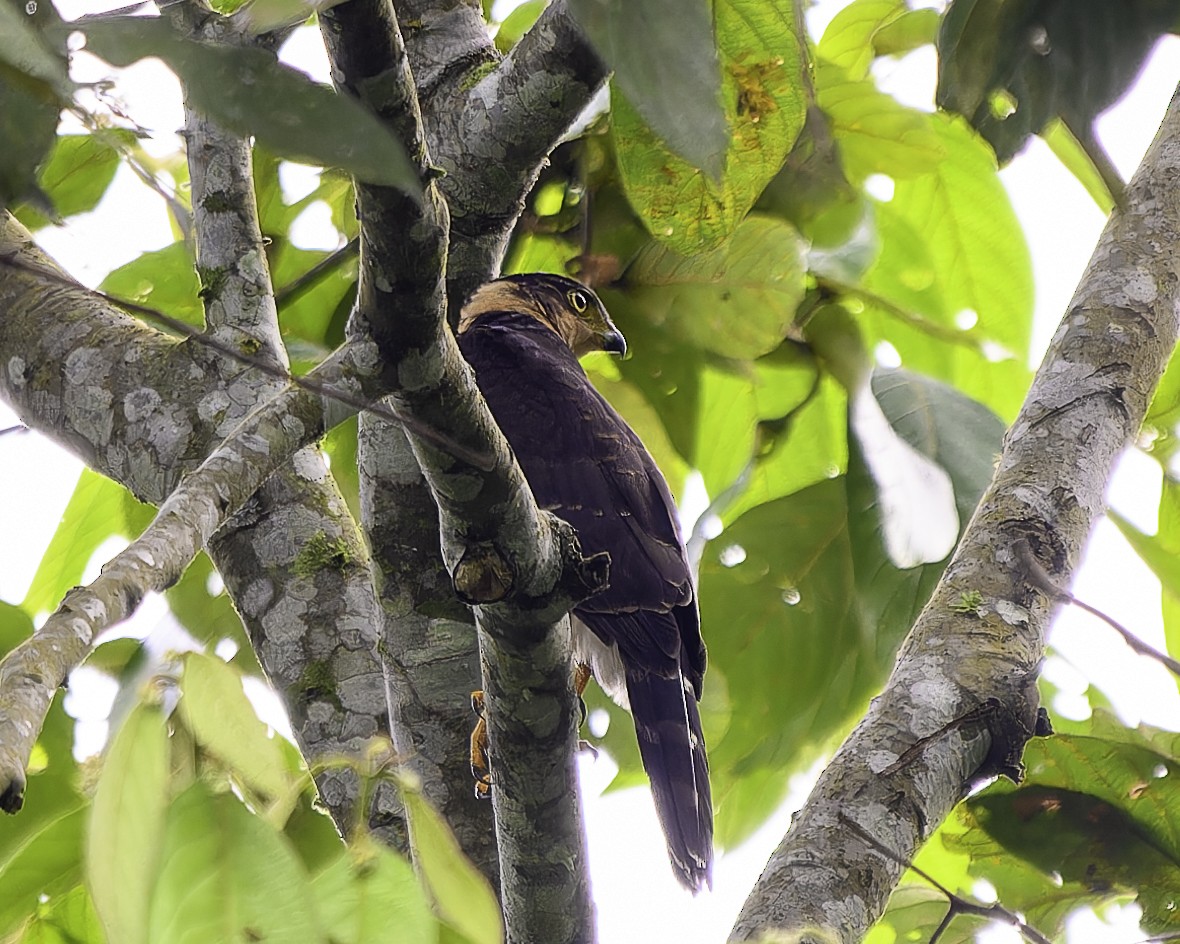 Bicolored Hawk - ML643648629
