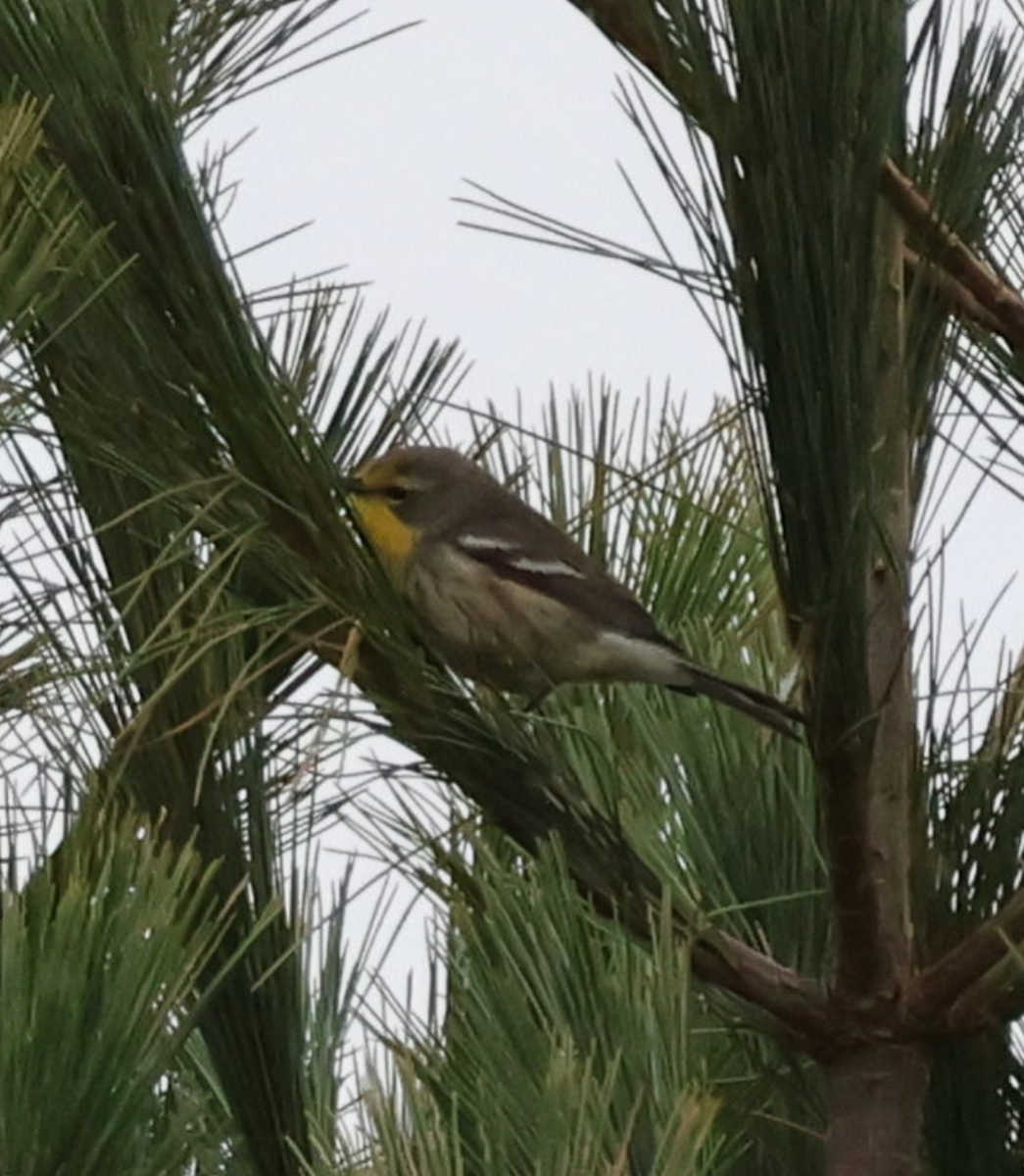 Grace's Warbler - ML643648633