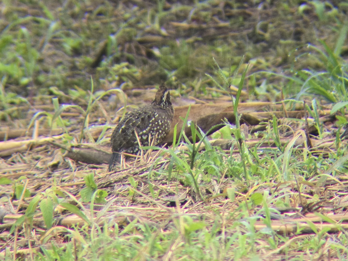 Spot-bellied Bobwhite - ML643648653