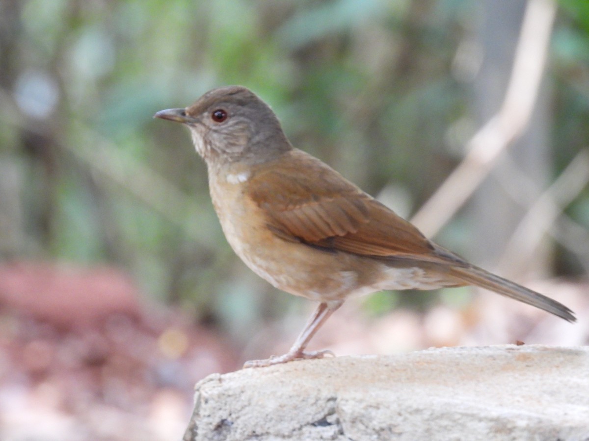 Pale-breasted Thrush - ML643648664