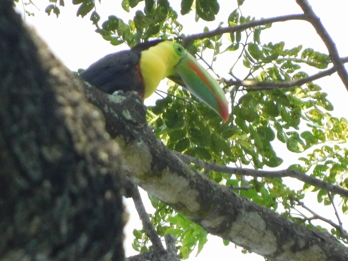 Keel-billed Toucan - ML643648677