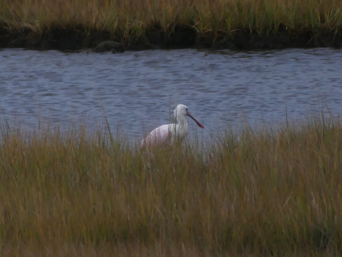 Roseate Spoonbill - ML643648688