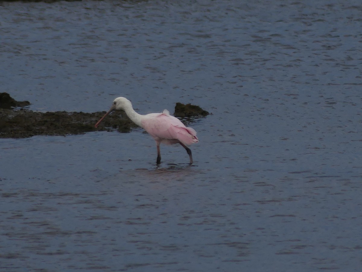 Roseate Spoonbill - ML643648689