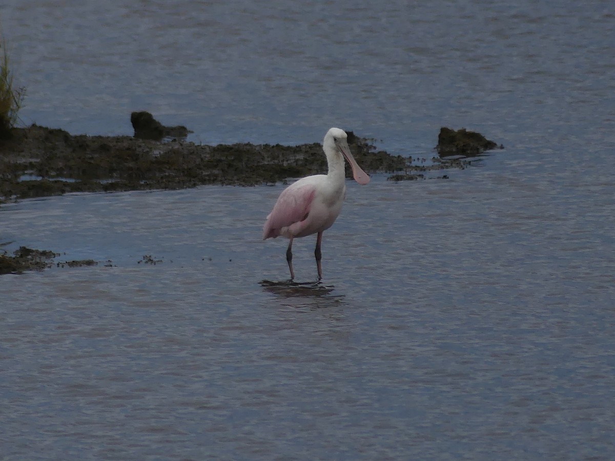 Roseate Spoonbill - ML643648690