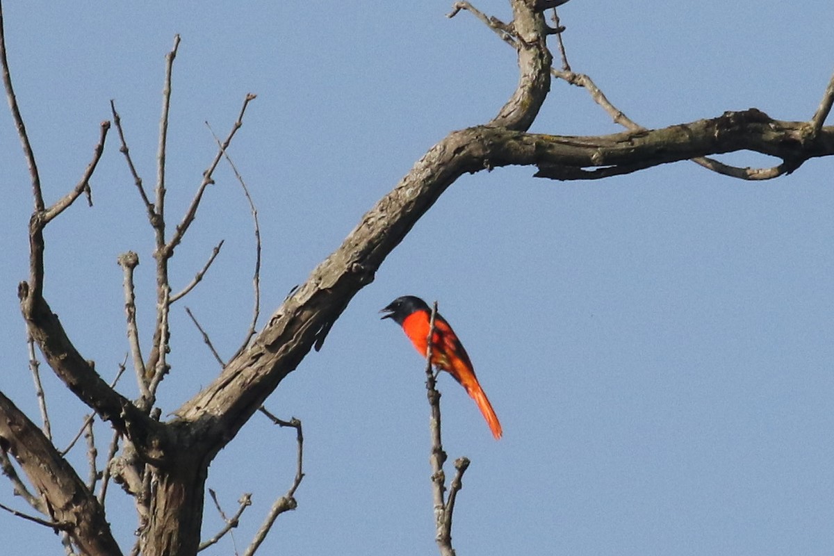 Scarlet Minivet - ML643648696
