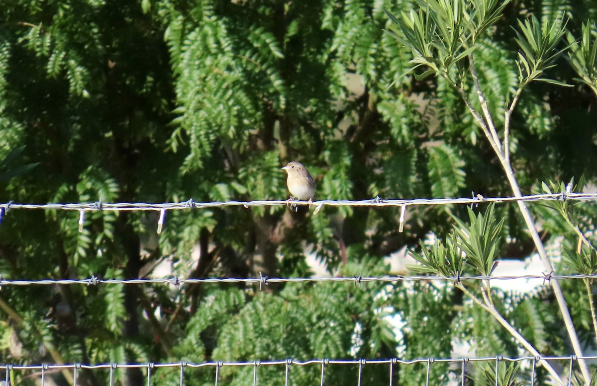 Grasshopper Sparrow - ML643648699