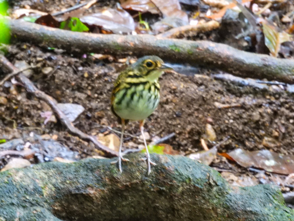 Grallaire à lunettes - ML643648716