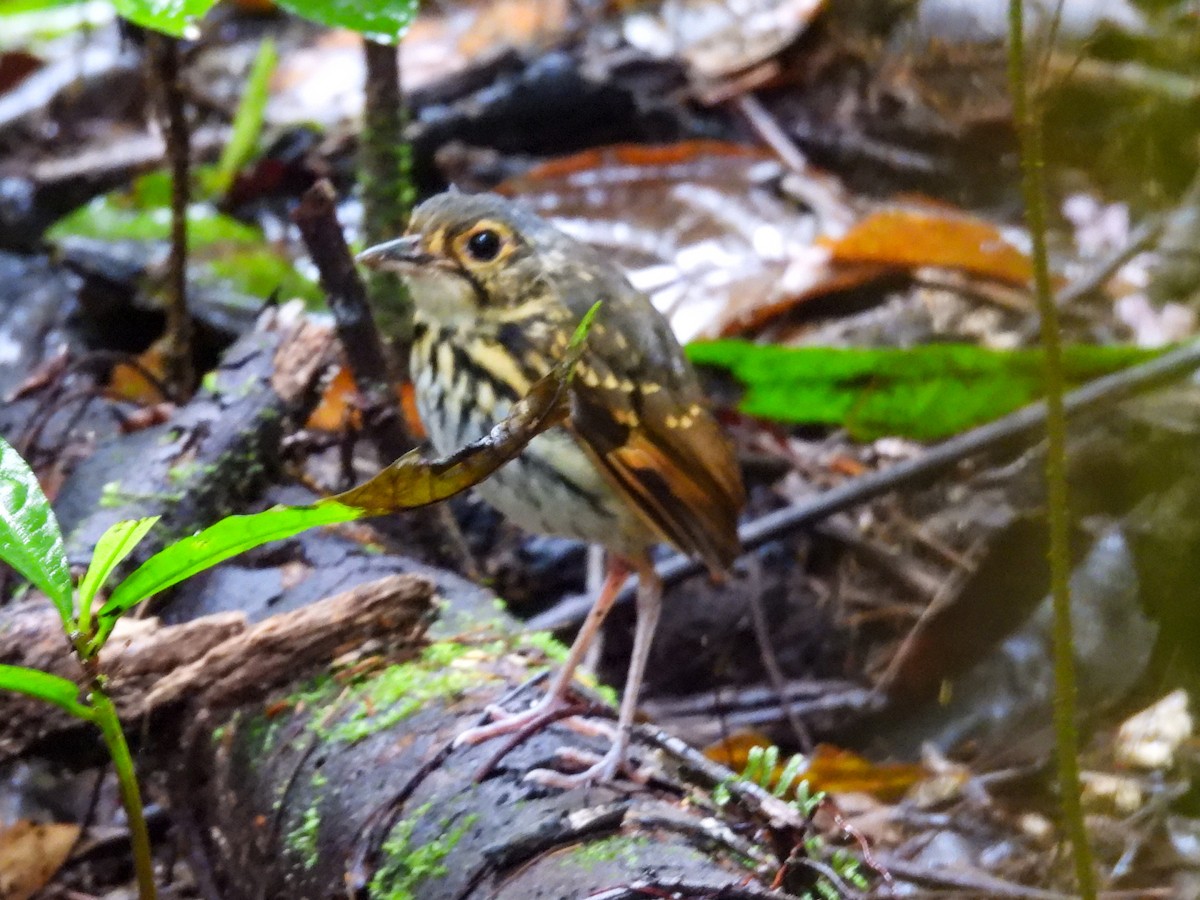 Grallaire à lunettes - ML643648717