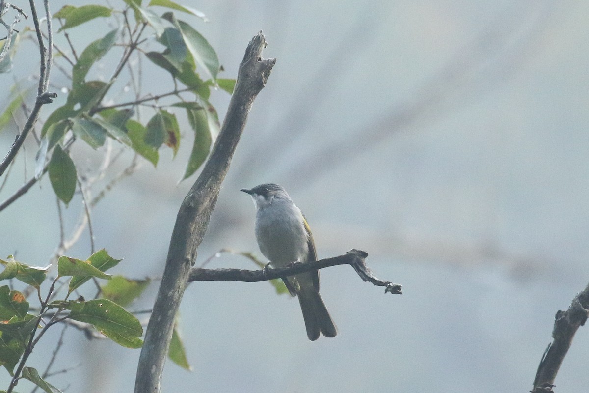 Ashy Bulbul - ML643648719