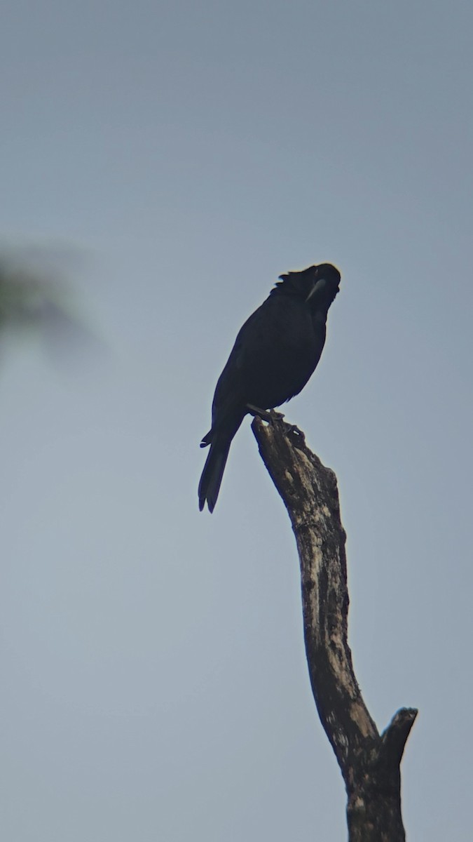 Giant Cowbird - ML643648733