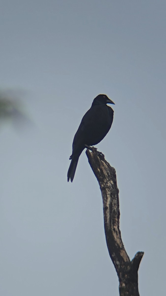 Giant Cowbird - ML643648734