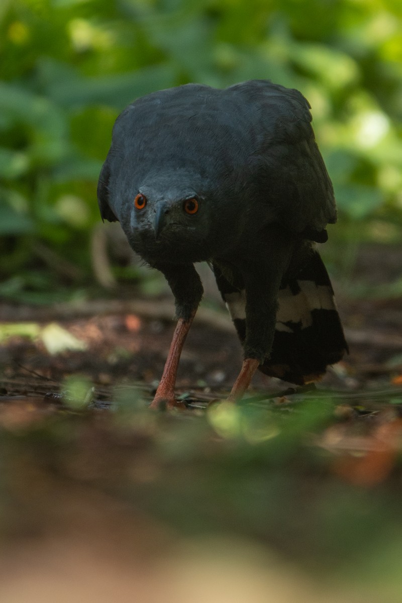 Crane Hawk - ML643648740