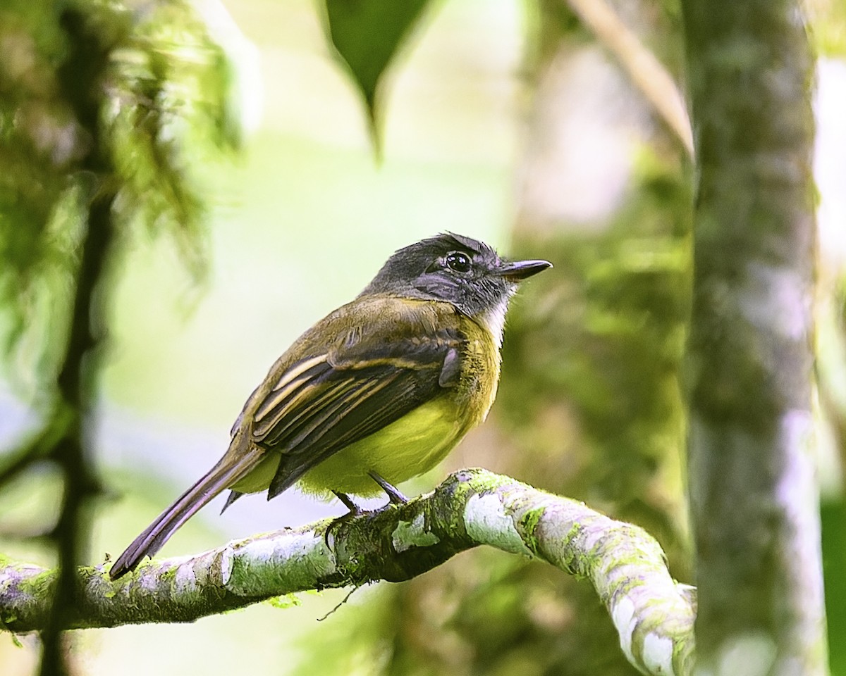 Tawny-chested Flycatcher - ML643648743