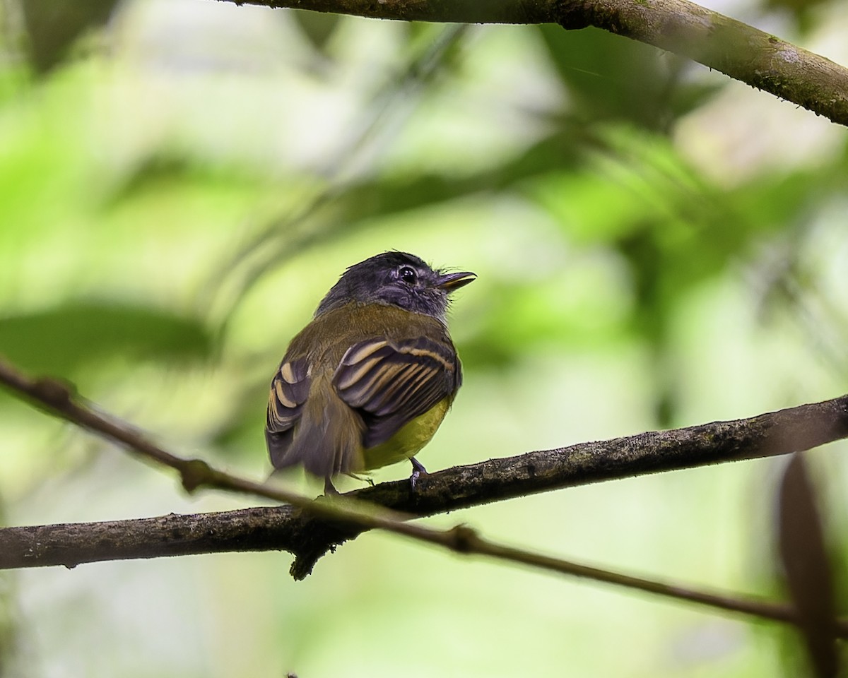 Tawny-chested Flycatcher - ML643648744