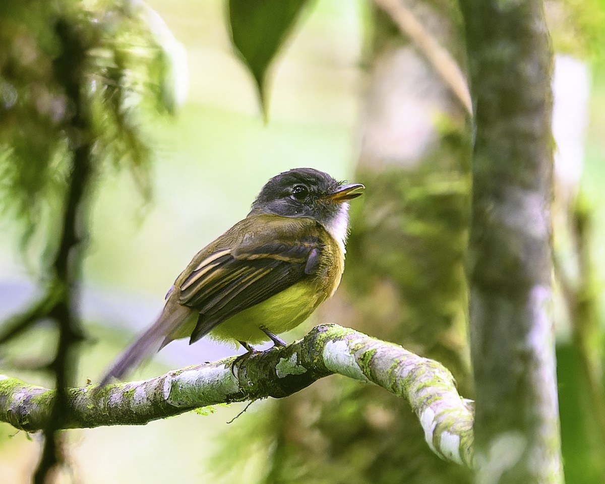 Tawny-chested Flycatcher - ML643648745