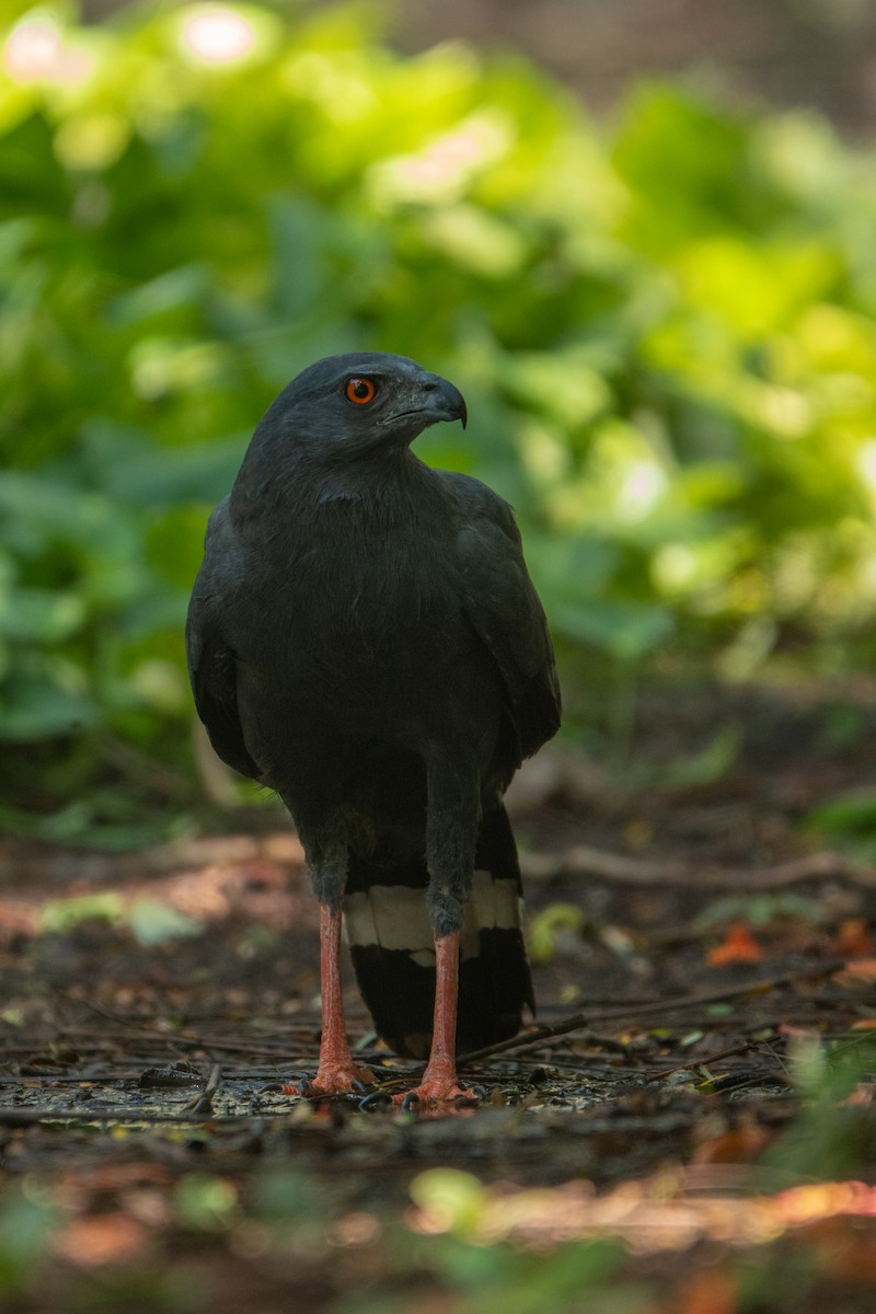 Crane Hawk - ML643648747