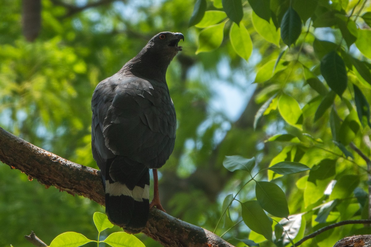 Crane Hawk - ML643648748