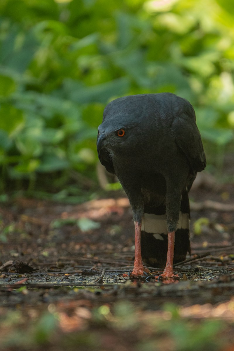 Crane Hawk - ML643648749