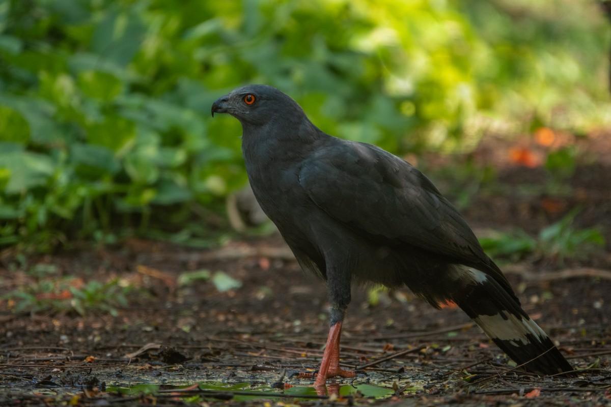 Crane Hawk - ML643648750