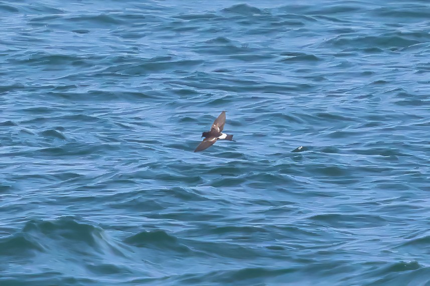 Wilson's Storm-Petrel - ML643648756