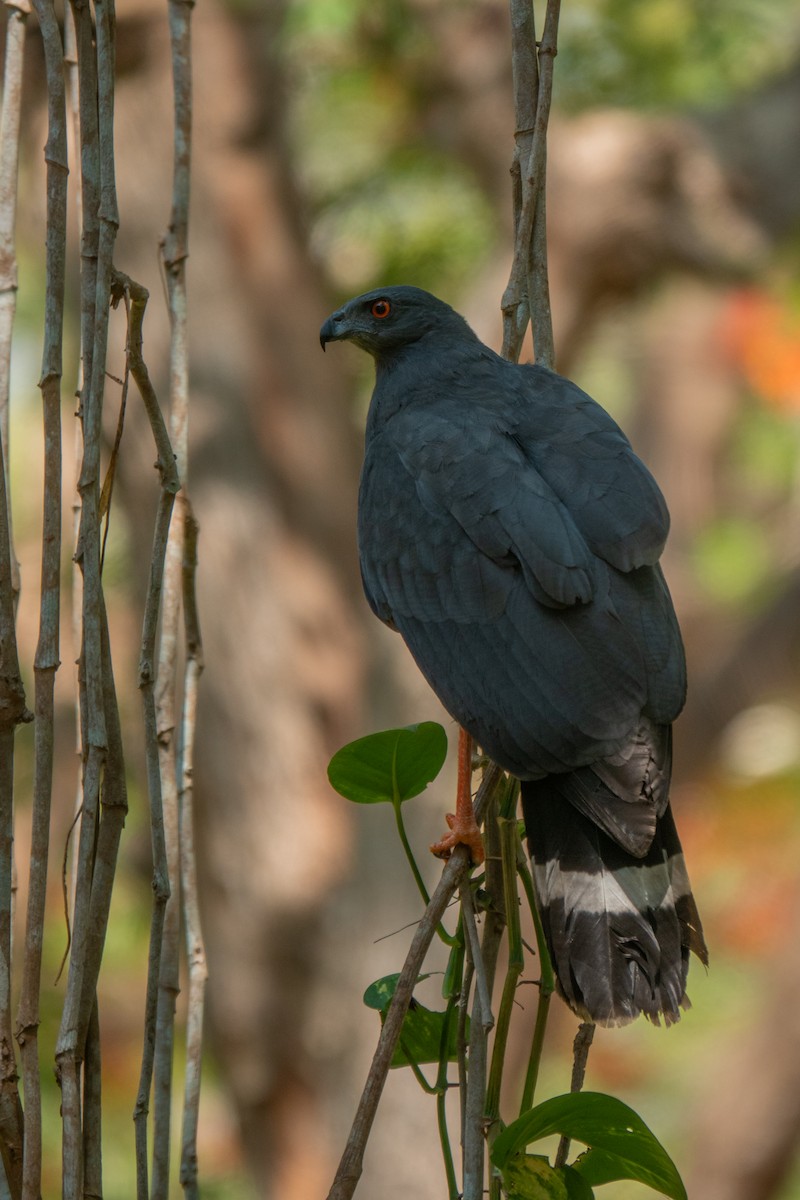 Crane Hawk - ML643648762