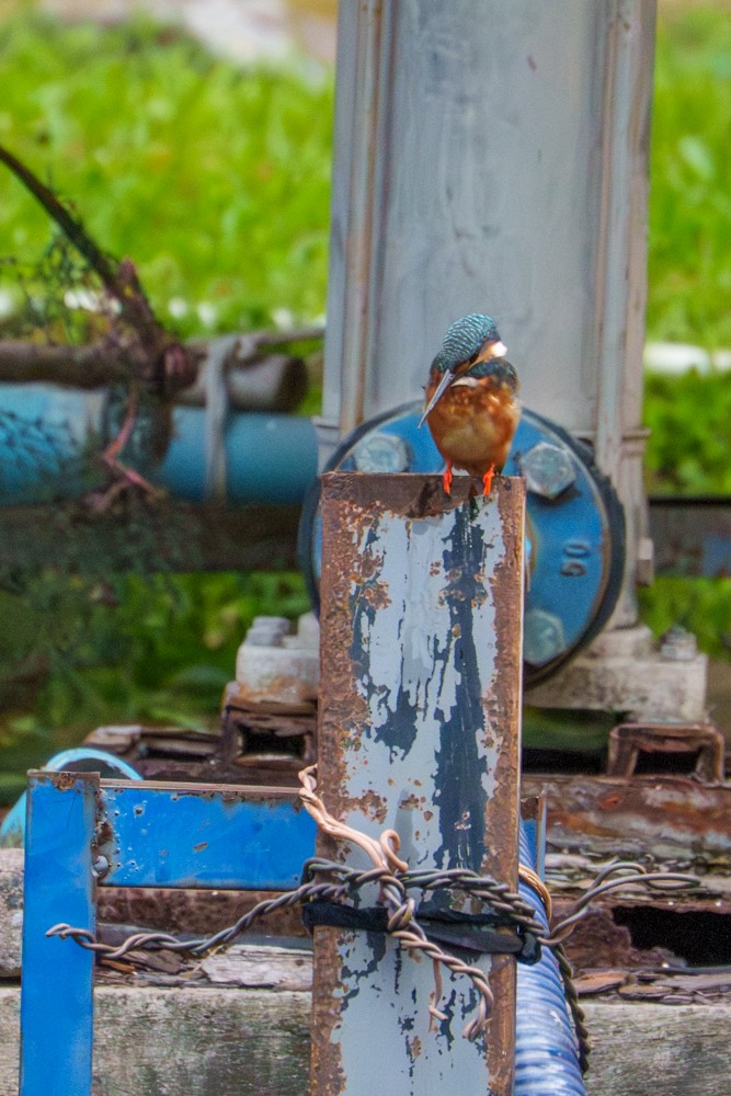 Common Kingfisher - ML643648769