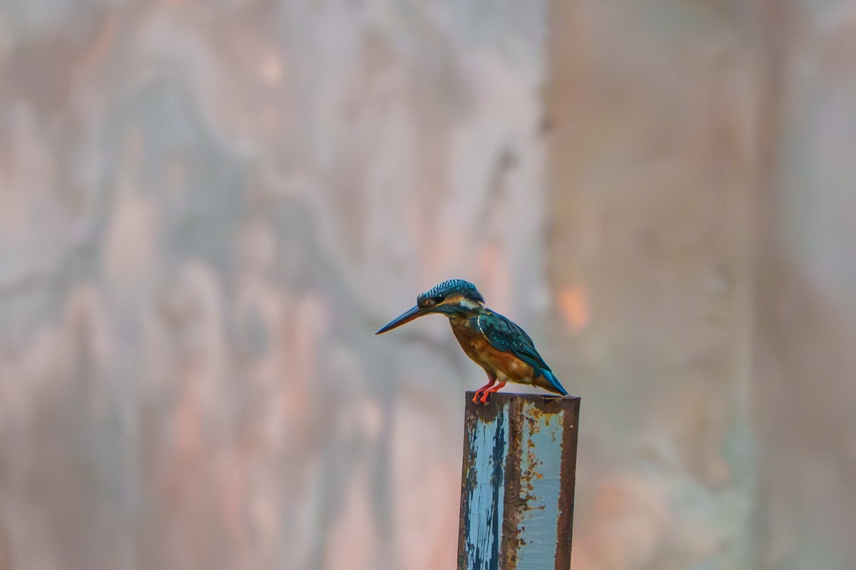 Common Kingfisher - ML643648770