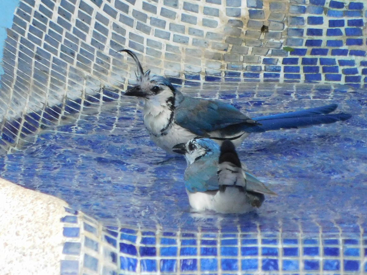 White-throated Magpie-Jay - ML643648772