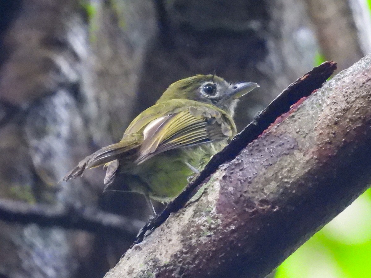 Eye-ringed Flatbill - ML643648775