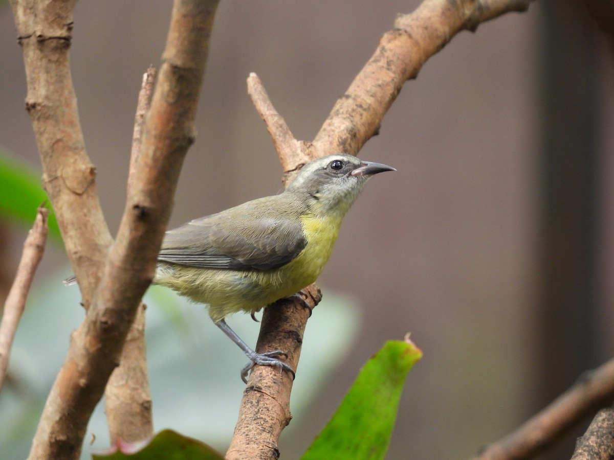 Sucrier à ventre jaune - ML643648787
