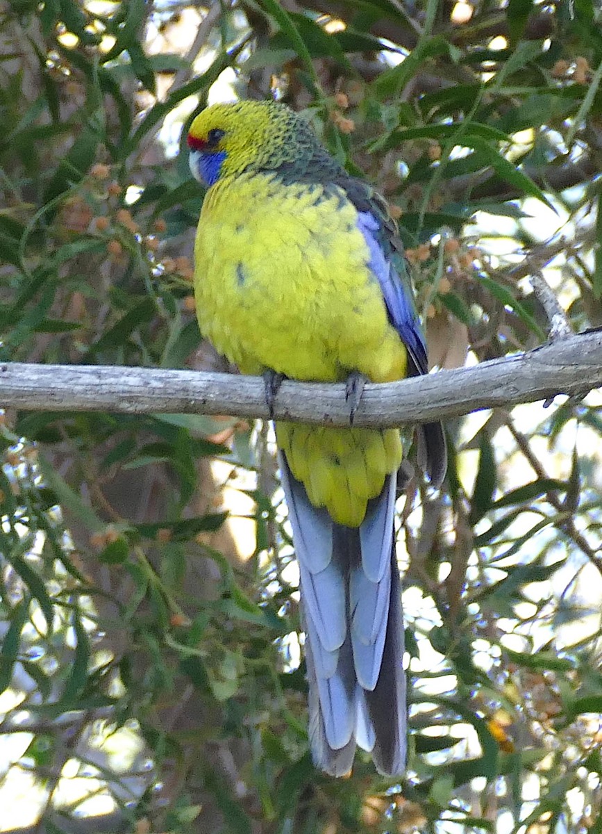 Green Rosella - ML643648789