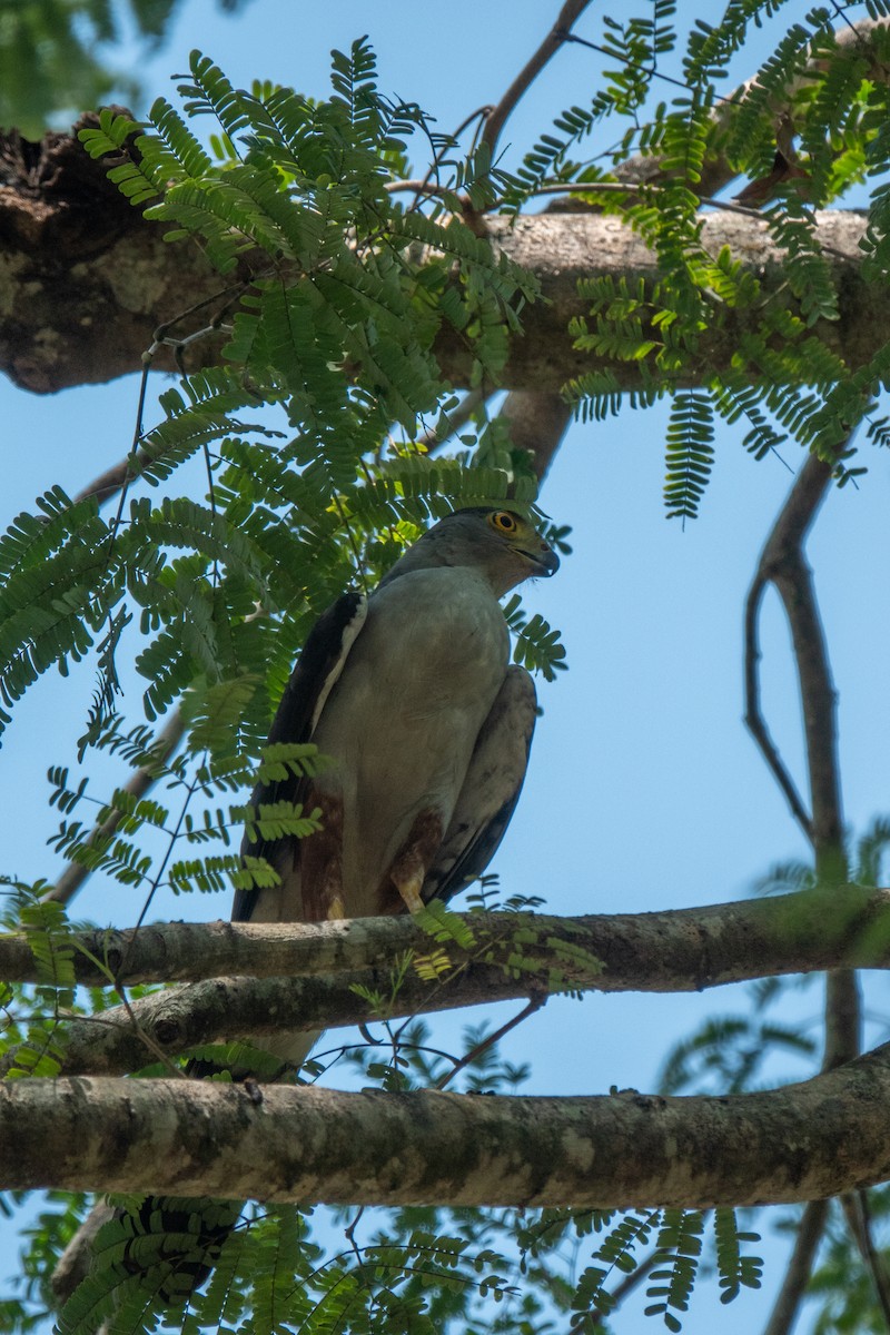 Bicolored Hawk - ML643648792