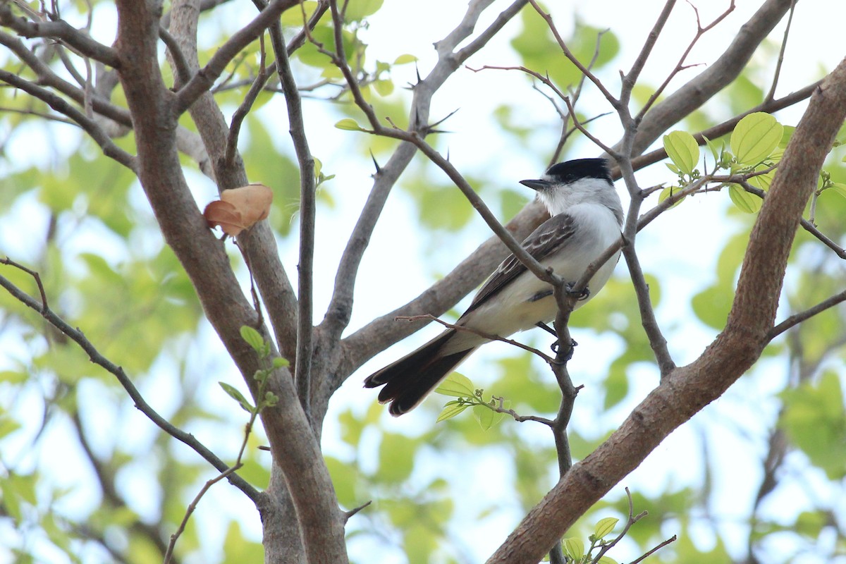 Kappenbekarde - ML643648801