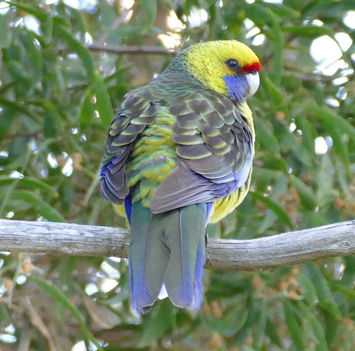 Green Rosella - ML643648804