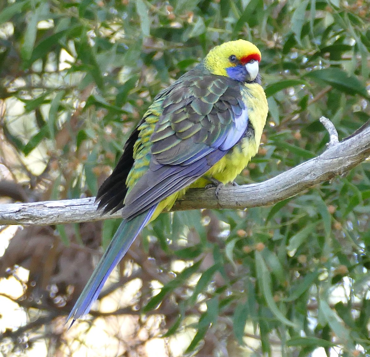 Green Rosella - ML643648812