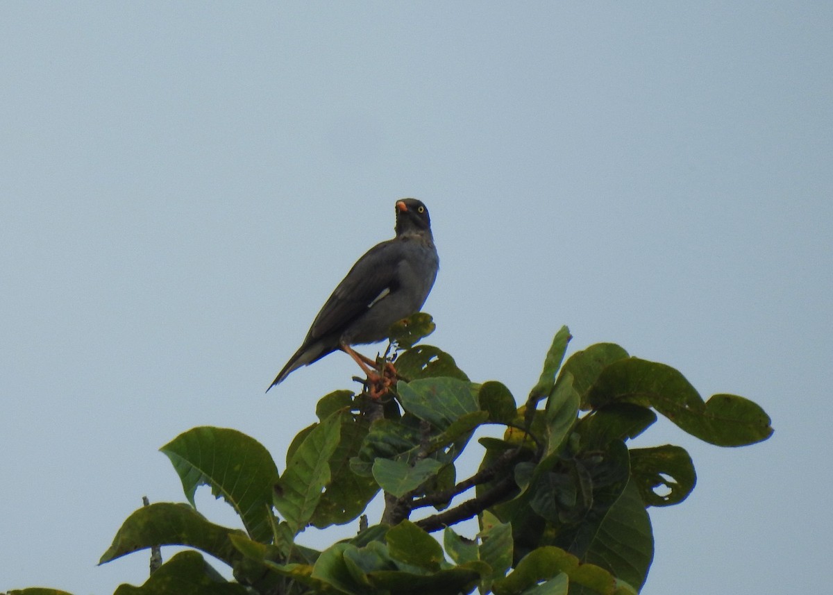 Jungle Myna - ML643648834