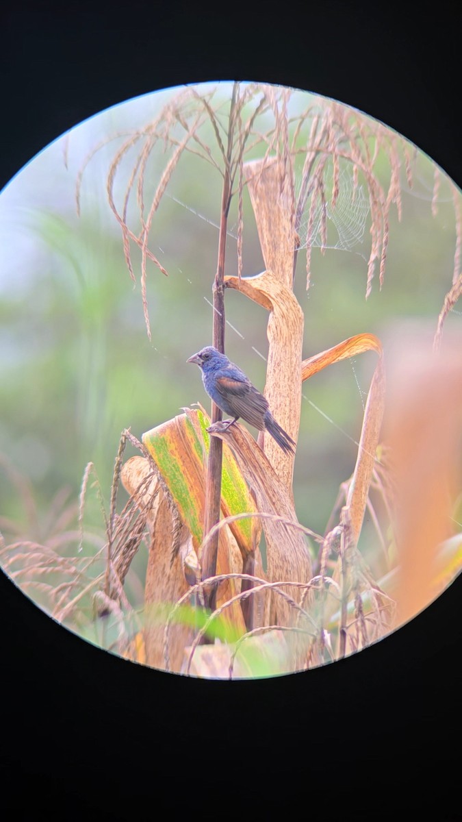 Blue Grosbeak - ML643648847