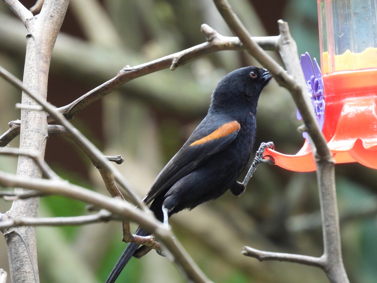 Oriole variable - ML643648852