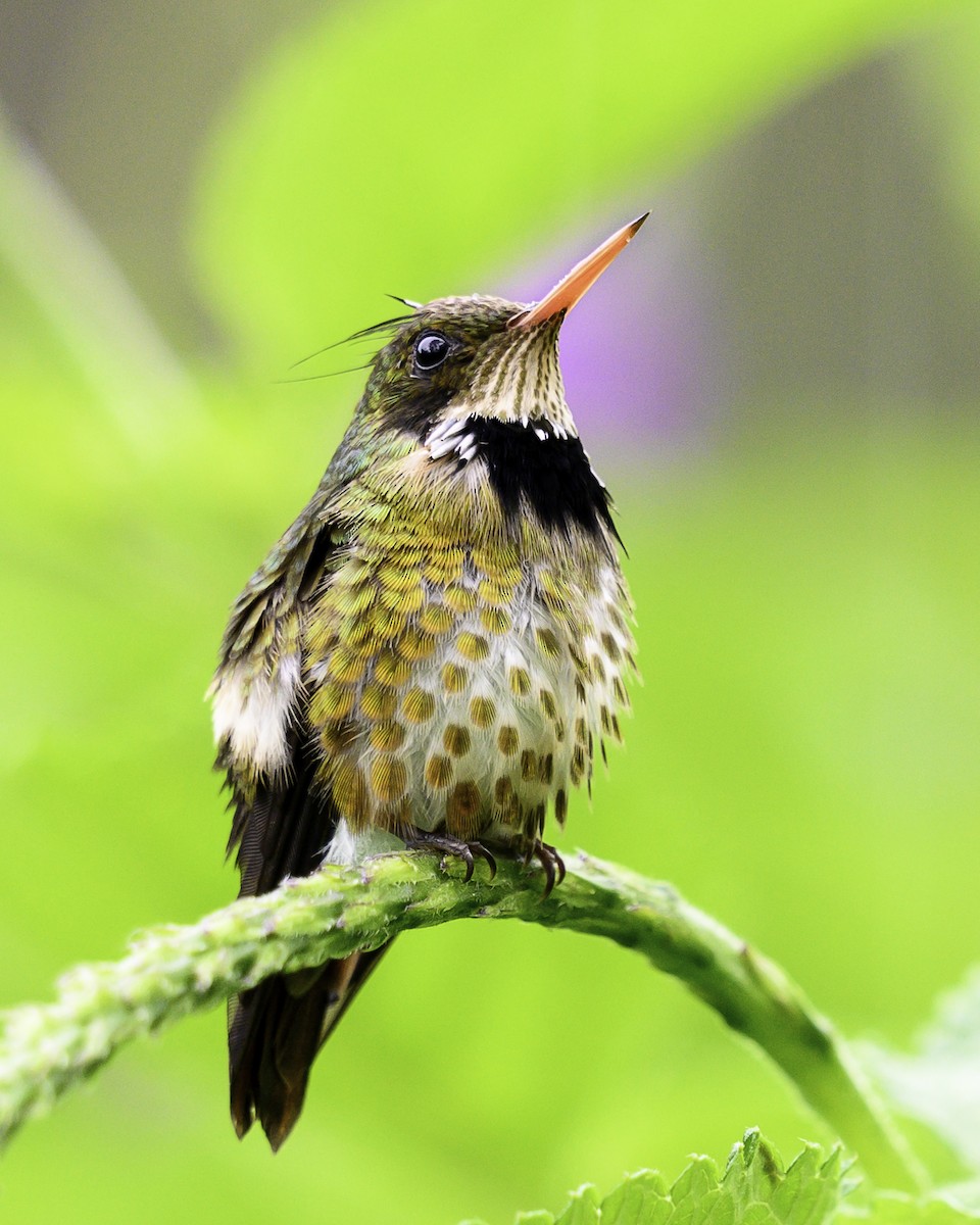 Black-crested Coquette - ML643648856