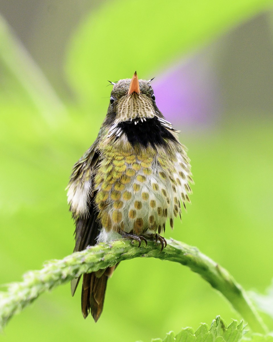 Black-crested Coquette - ML643648857