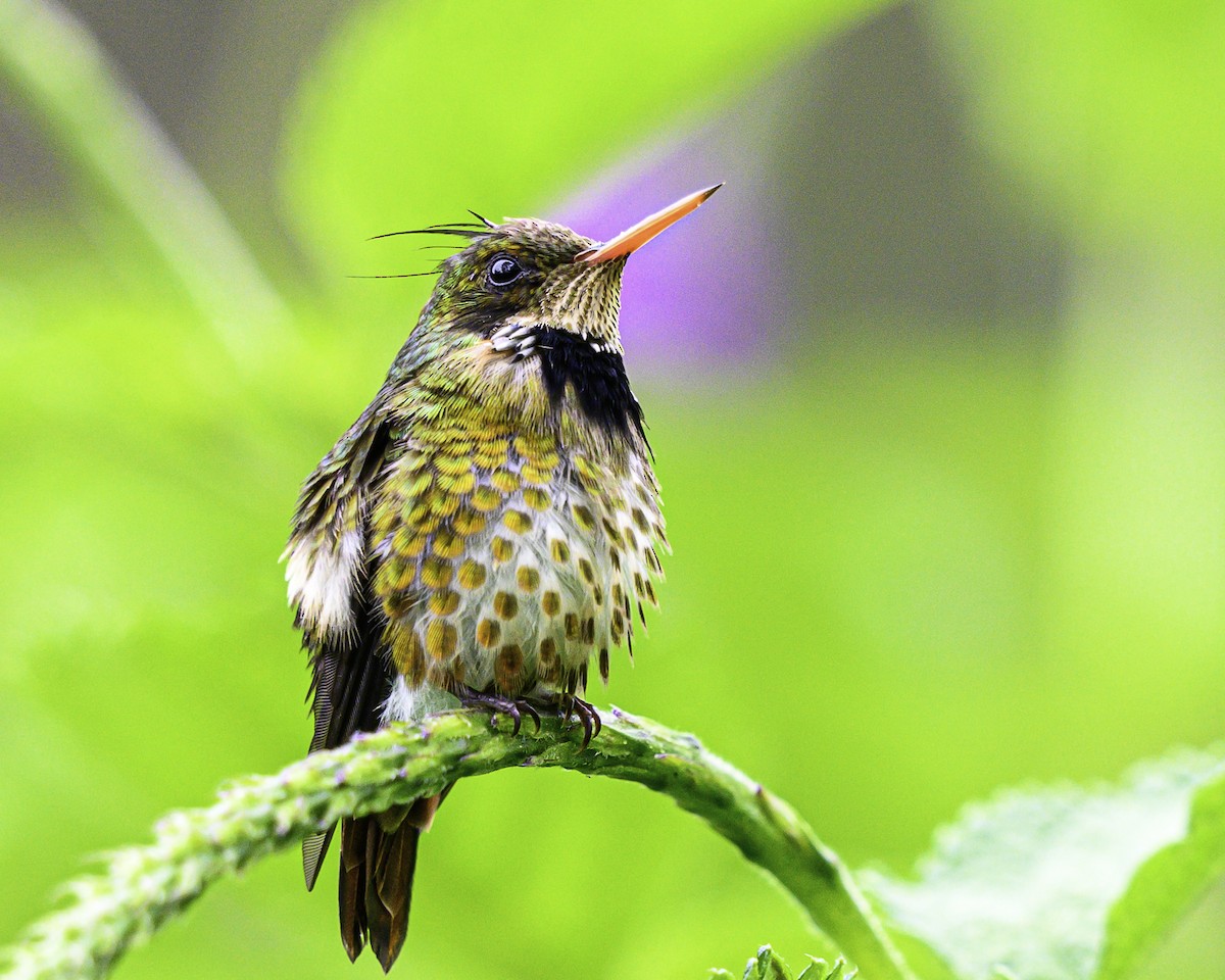 Black-crested Coquette - ML643648858