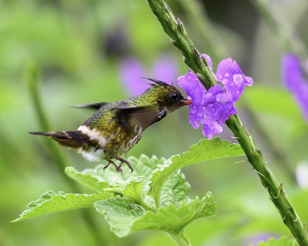 Black-crested Coquette - ML643648859