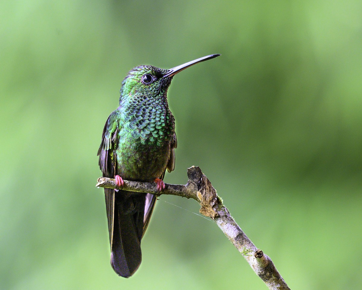 Bronze-tailed Plumeleteer - ML643648870