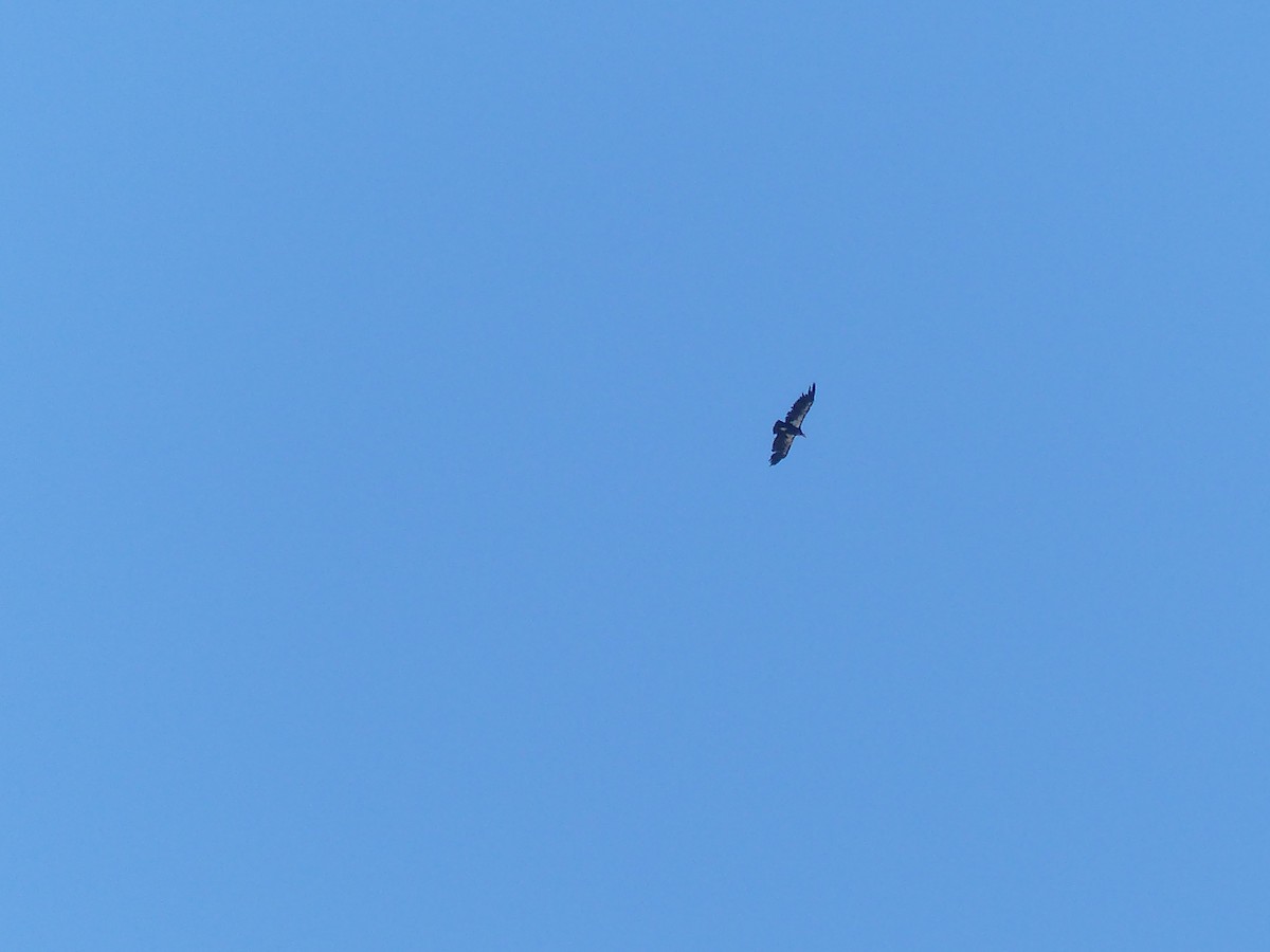 California Condor - ML643648887