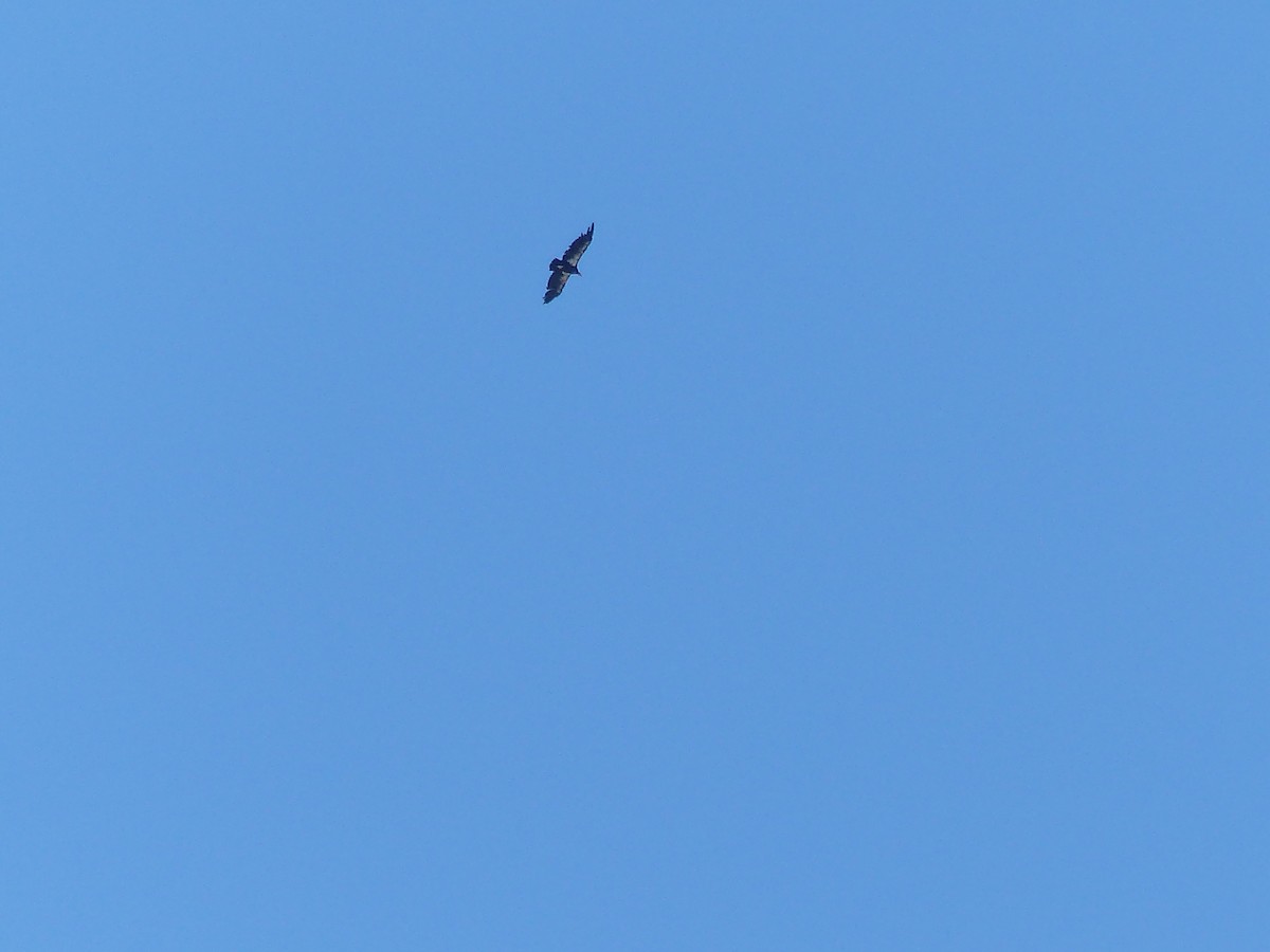 California Condor - ML643648888