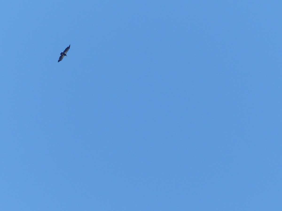California Condor - ML643648889