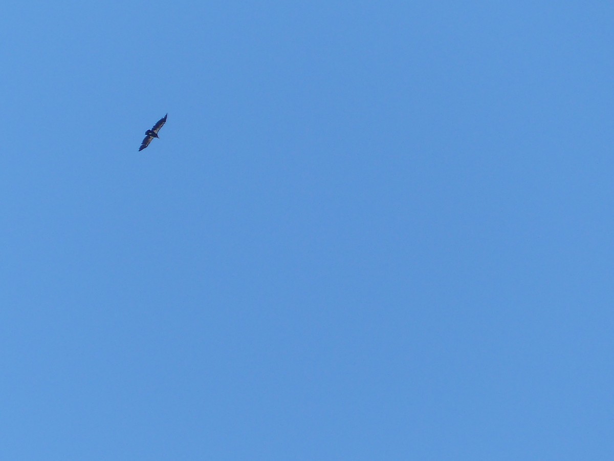 California Condor - ML643648890