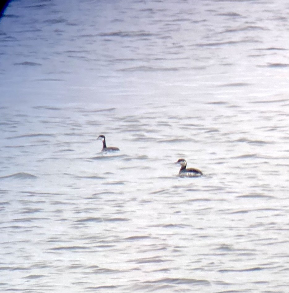 Horned Grebe - ML643648891