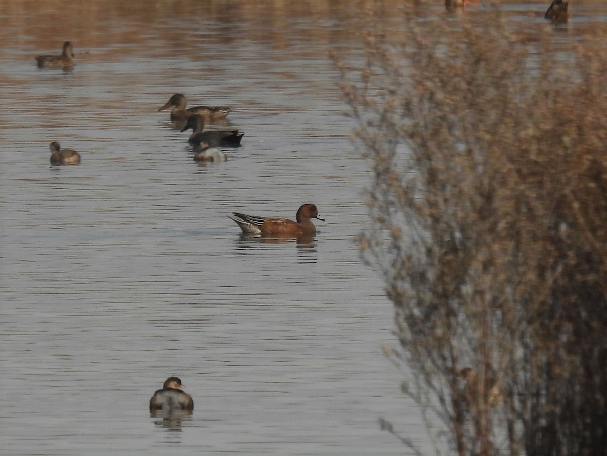 Eurasian Wigeon - ML643648898